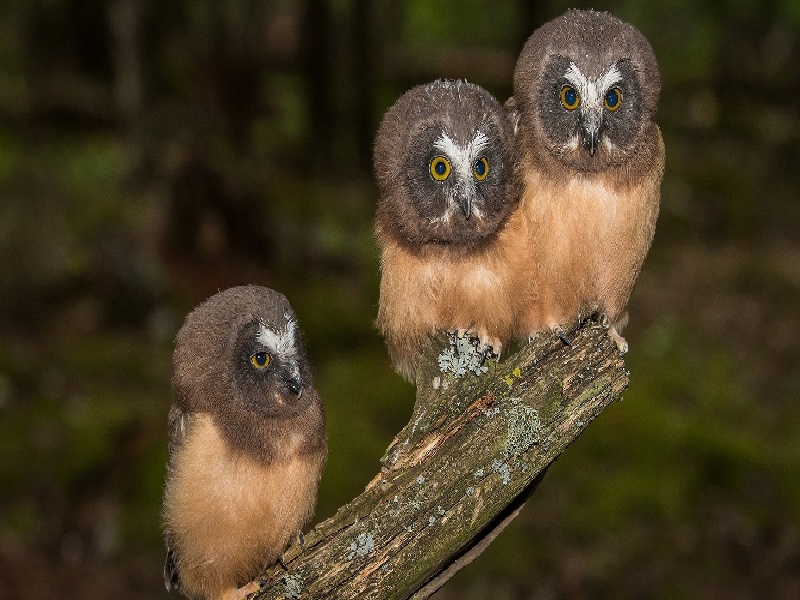 做完试管气色差中英混血试管舅舅怀孕流产做试管